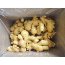 Ginger/Fresh Ginger/Air Dry Ginger for Exporting